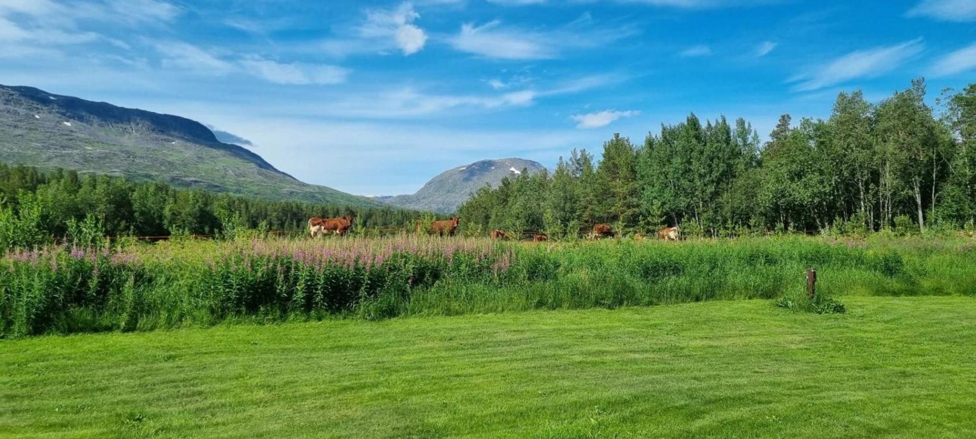 Torfoss Gard, Hytte Utleie, Campingvogn Og Bobil Plasser Potka Zewnętrze zdjęcie